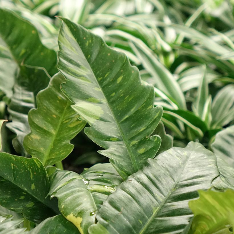 Philodendron Ring of Fire (Foliage)