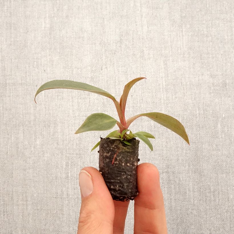 Example of Philodendron Royal Queen Mini-plante as you get in printemps