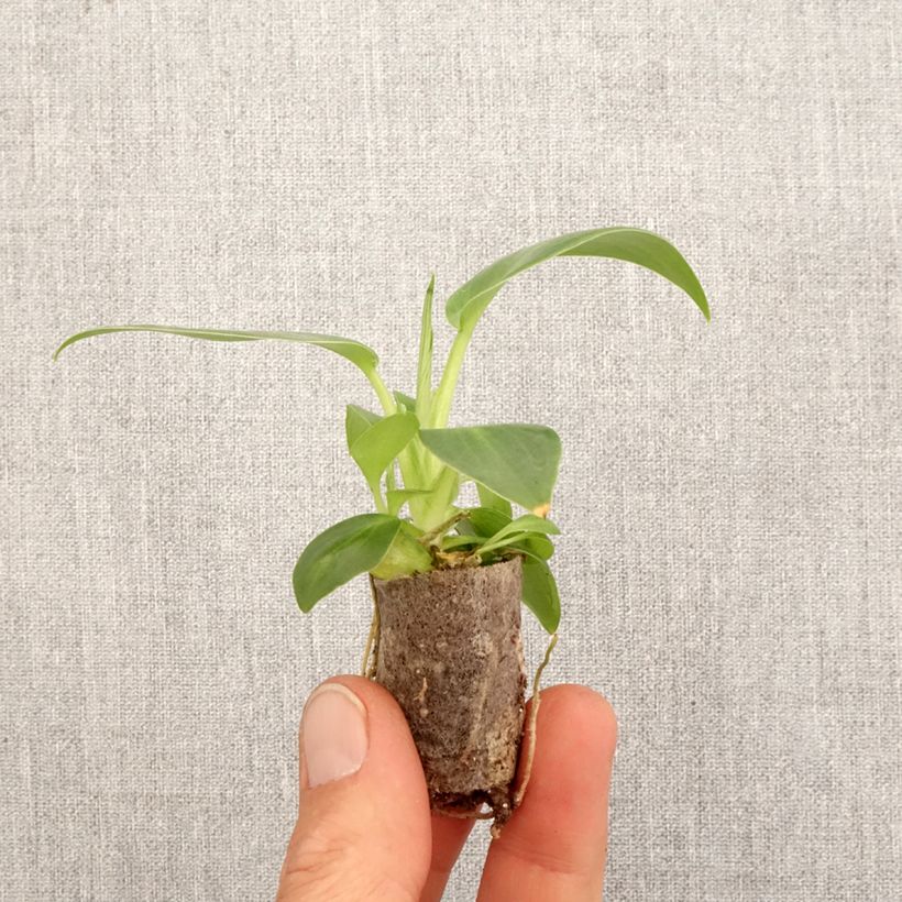 Example of Philodendron rugosum Aberrant Mini-plante as you get in printemps