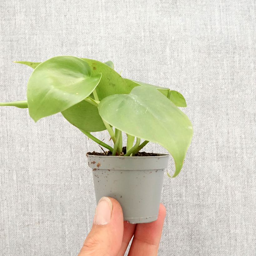 Spécimen de Philodendron scandens Mini-plante tel que livré au printemps