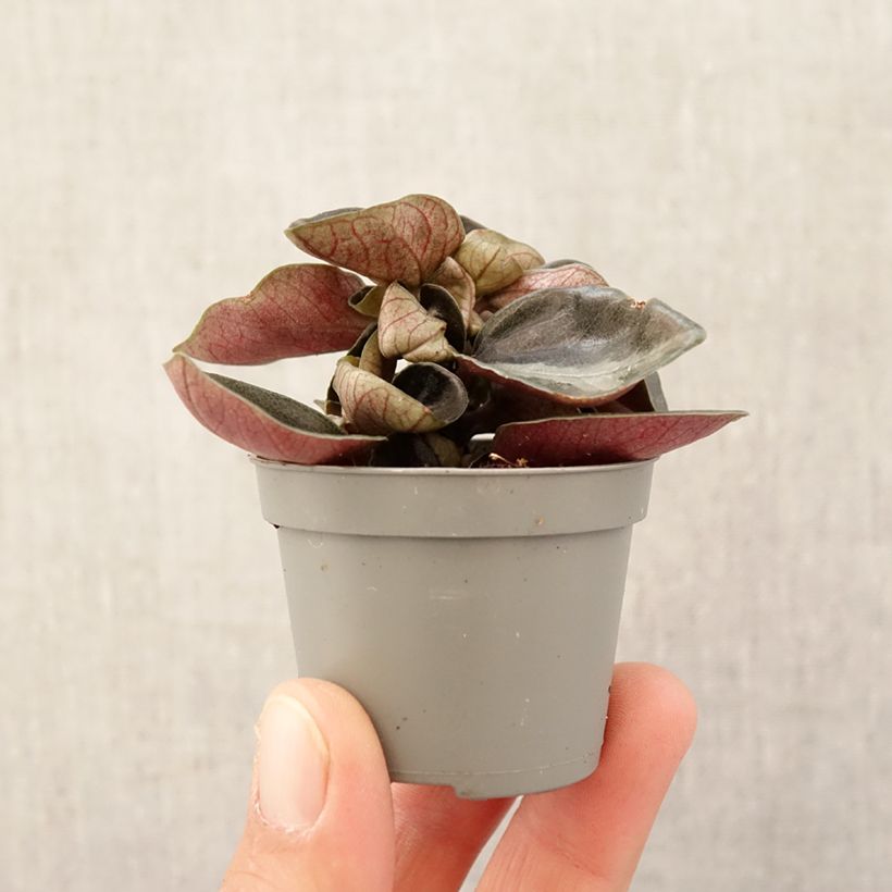 Spécimen de Philodendron sp. Colombia Mini-plante tel que livré au printemps