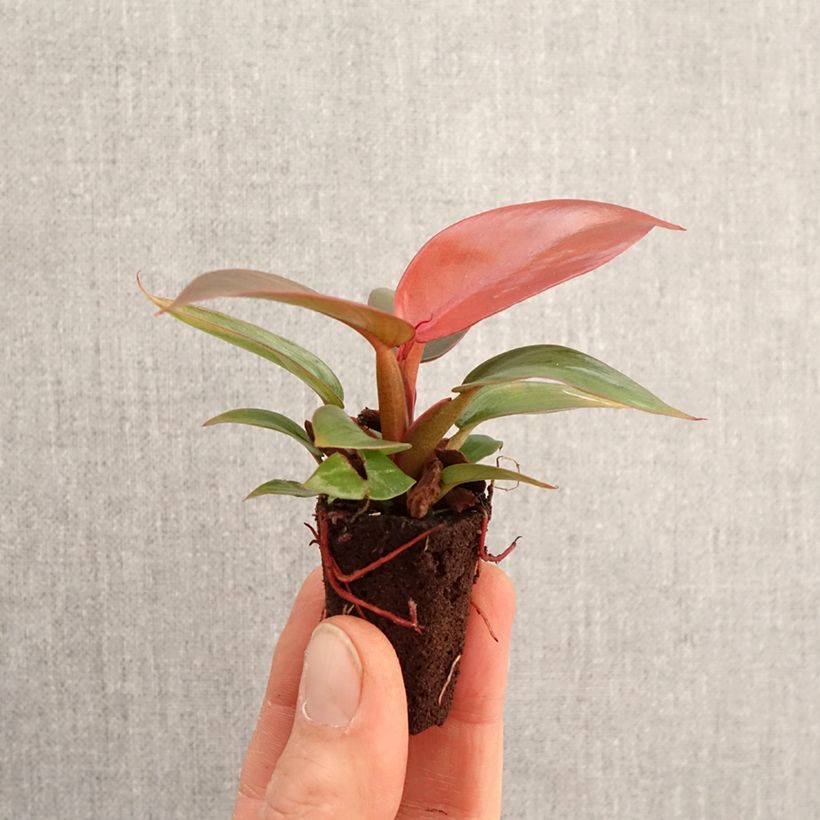 Spécimen de Philodendron Sun Red Mini-plante tel que livré au printemps