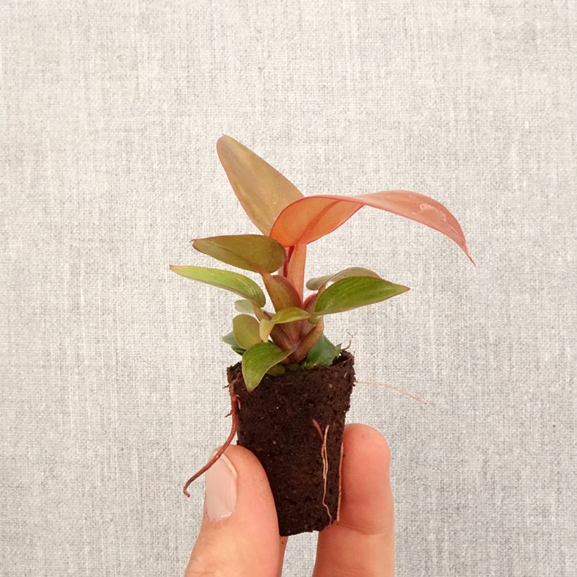 Spécimen de Philodendron Sunlight Mini-plante tel que livré au printemps