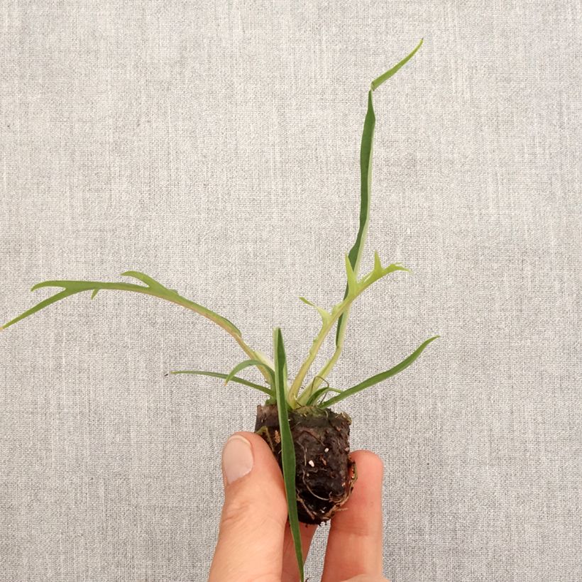 Spécimen de Philodendron tortum Mini-plante tel que livré au printemps