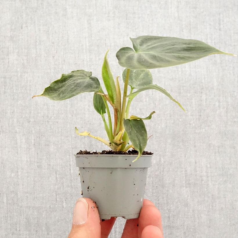 Example of Philodendron verrucosum Mini-plante as you get in printemps