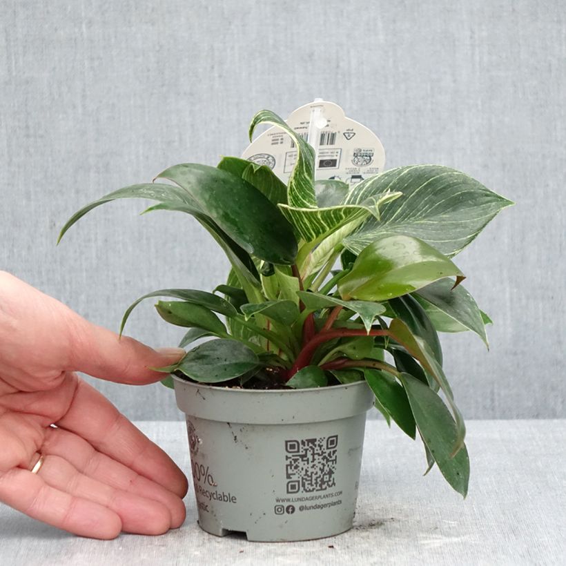 Spécimen de Philodendron White Measure Pot de 10 cm/11cm tel que livré au printemps