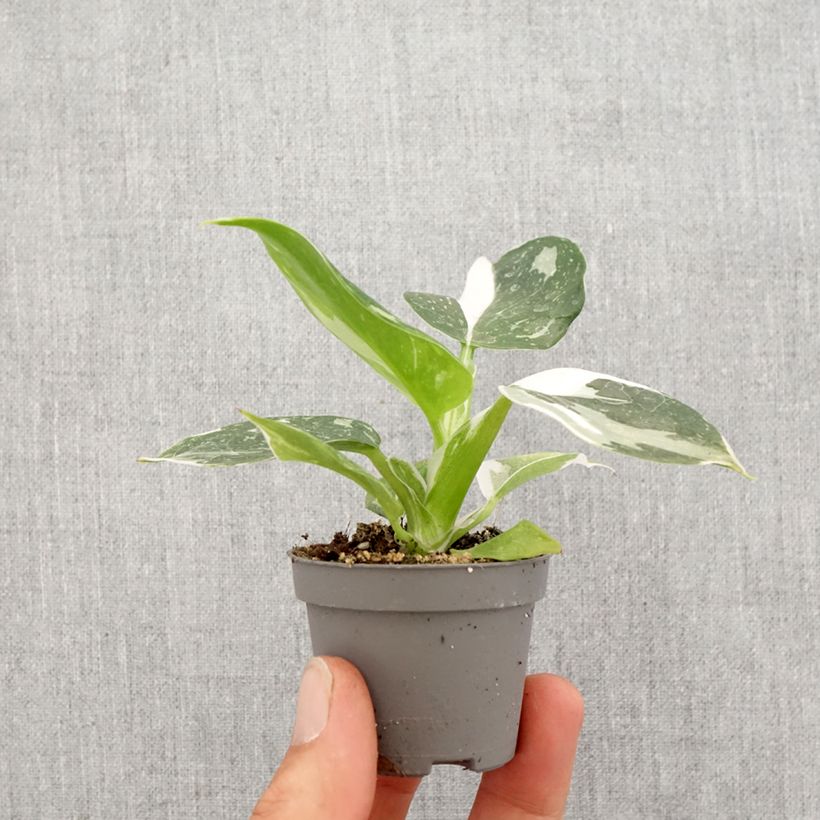 Spécimen de Philodendron White Wizard Mini-plante tel que livré au printemps