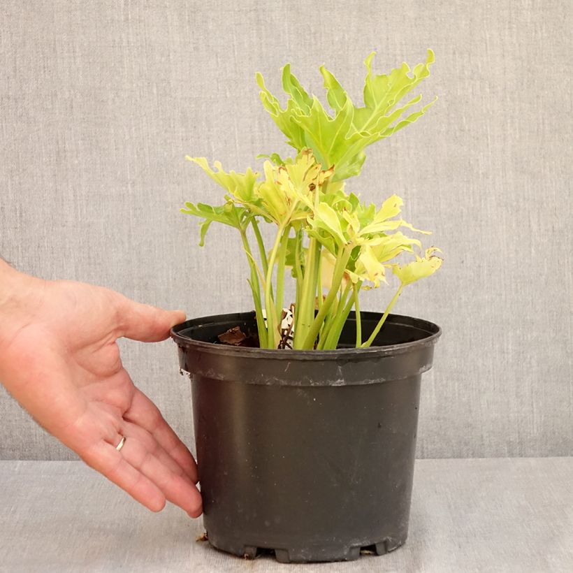 Spécimen de Philodendron Hope Pot de 2L/3L tel que livré en été