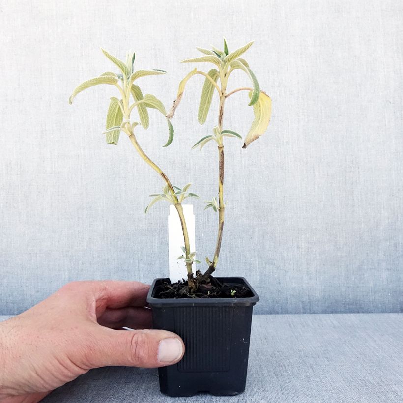 Spécimen de Phlomis bourgaei - Sauge de Jérusalem Godet de 8/9 cm tel que livré au printemps