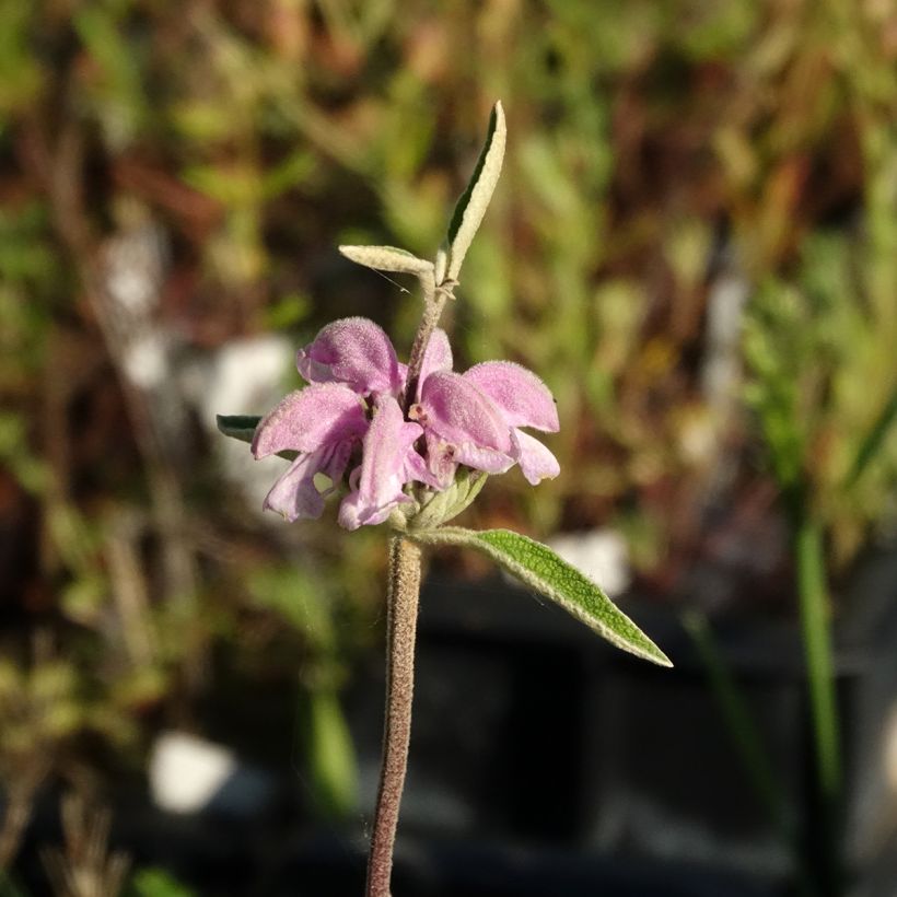 Phlomis purpurea - Sauge de Jérusalem pourpre (Floraison)