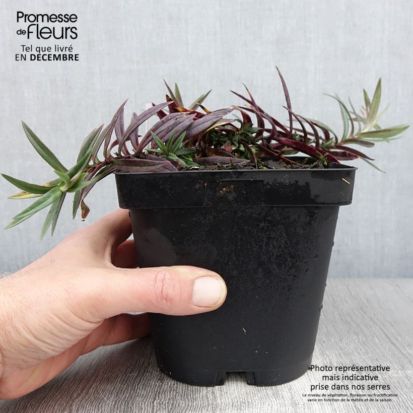 Spécimen de Phlox divaricata Chattahoochee Pot de 2L/3L tel que livré en automne