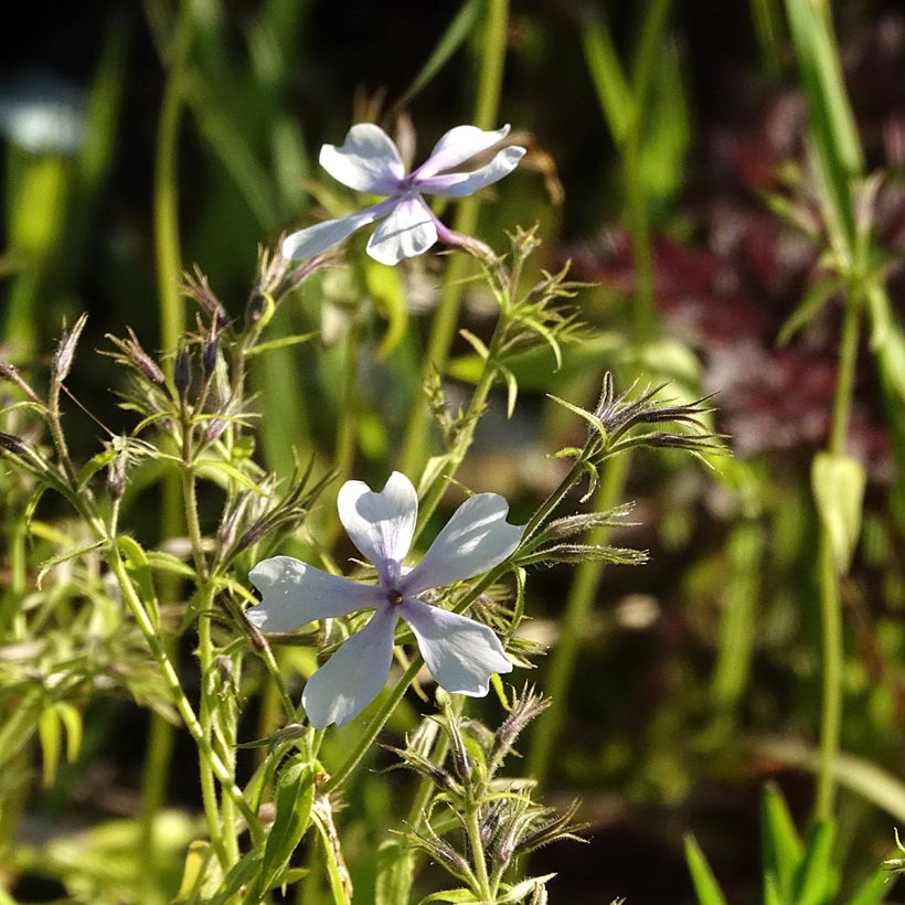 Phlox divaricata Dirigo Ice (Floraison)
