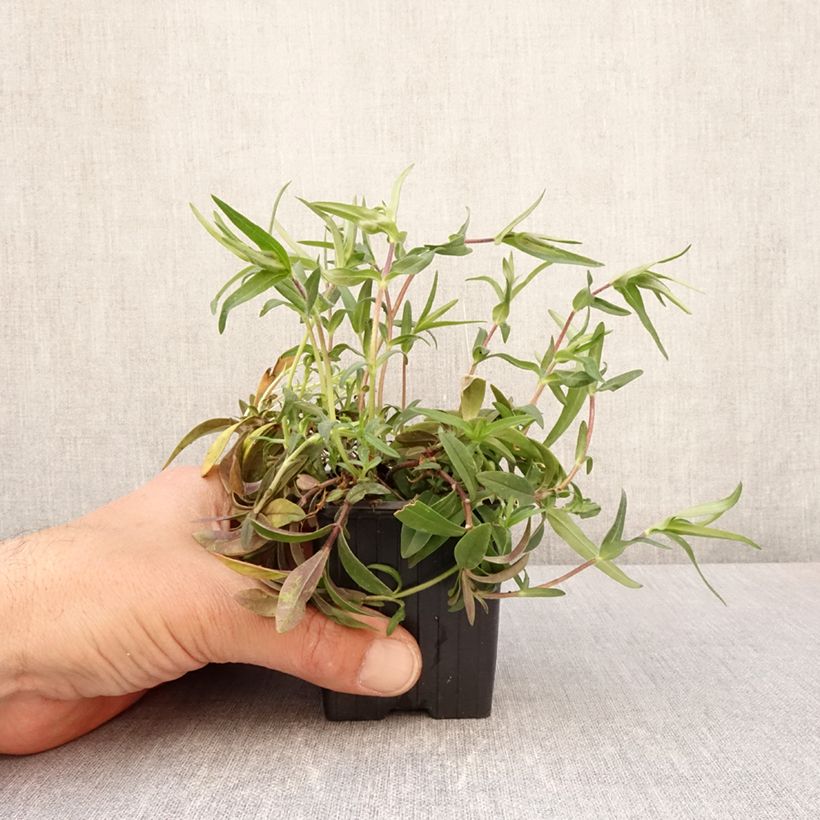 Spécimen de Phlox divaricata May Breeze Godet de 8/9 cm tel que livré au printemps