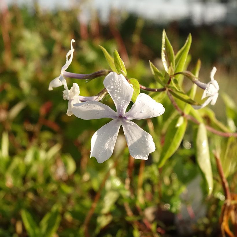 Phlox divaricata White Perfume (Floraison)