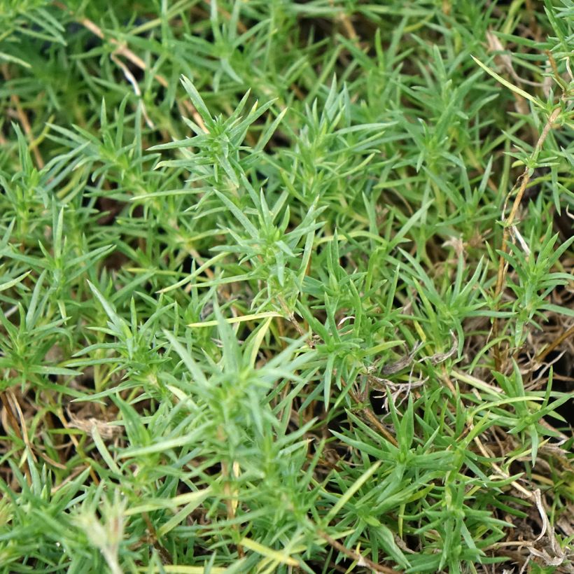 Phlox douglasii Ochsenblut - Phlox mousse (Feuillage)