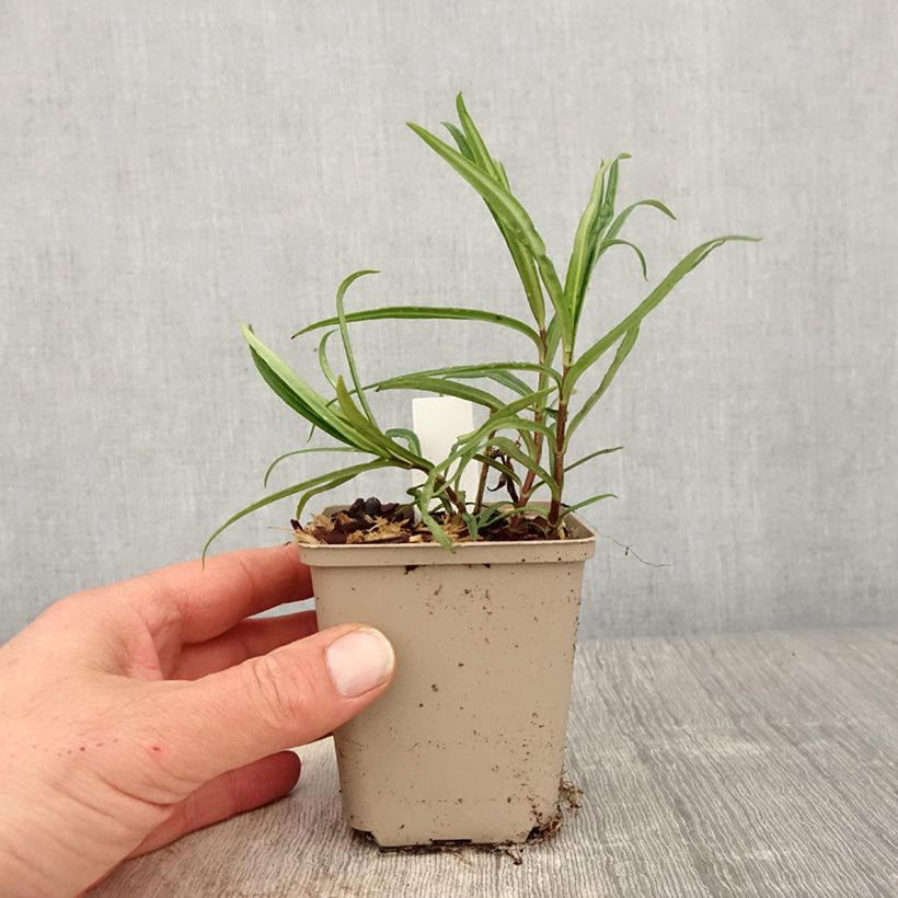 Spécimen de Phlox Fashionably Early Crystal - Phlox hybride Godet de 8/9 cm tel que livré au printemps