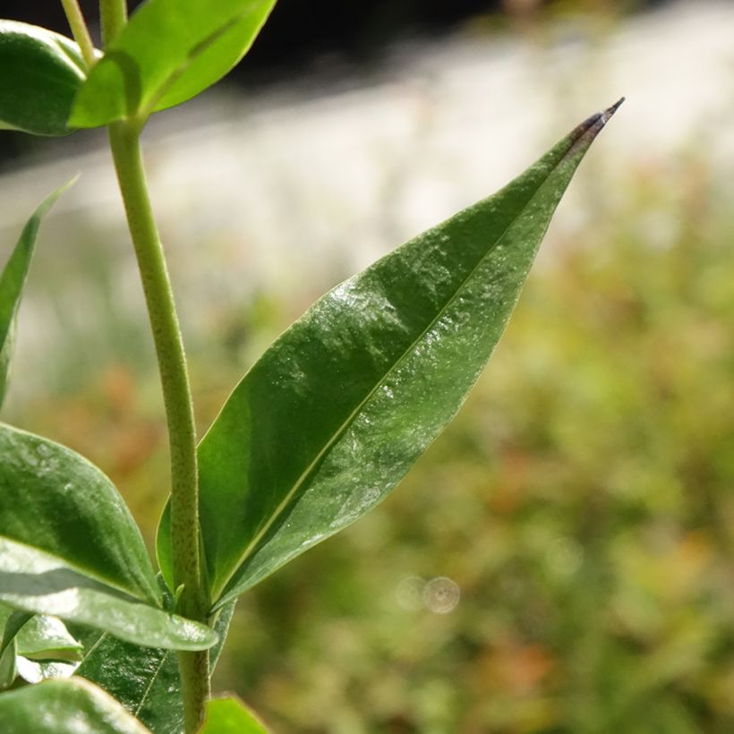 Phlox Fashionably Early Crystal - Phlox hybride (Feuillage)