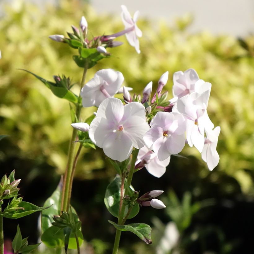 Phlox Fashionably Early Crystal - Phlox hybride (Floraison)