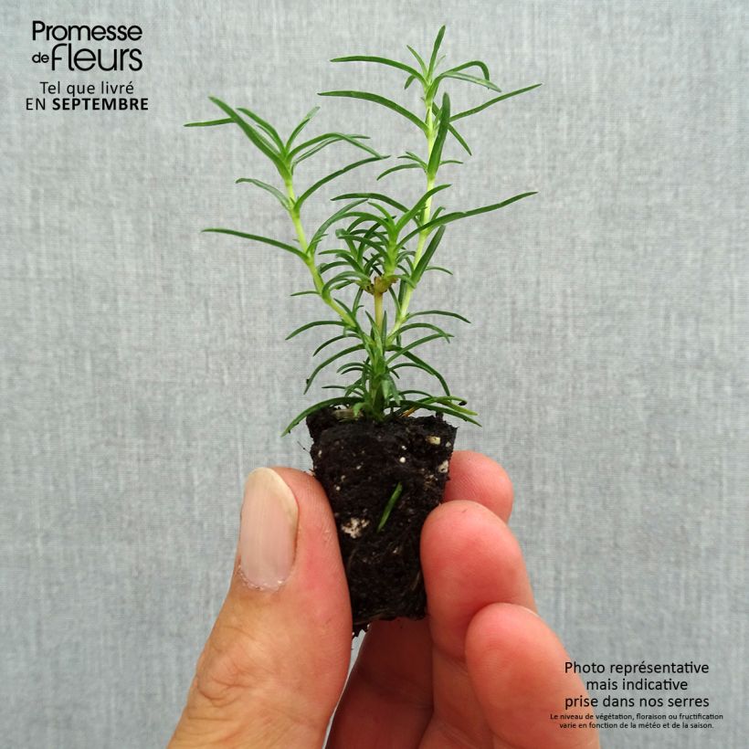 Spécimen de Phlox mousse Amazing Grace - Phlox subulata Mini-motte Ø 1,5/2,5 cm tel que livré en automne