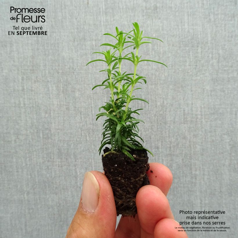 Example of Phlox mousse White Delight Mini-motte Ø 3/4 cm as you get in automne