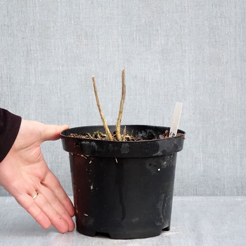 Spécimen de Phlox paniculata Adinda Pot de 2L/3L tel que livré en hiver