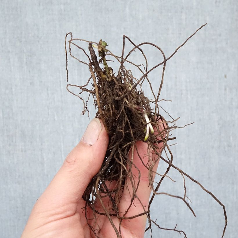 Spécimen de Phlox paniculata Adinda Racines nues, Qualité Extra équivalant à un pot de 2L tel que livré en hiver