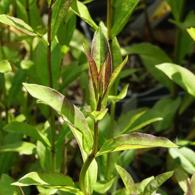 Phlox paniculata Aureole (Feuillage)