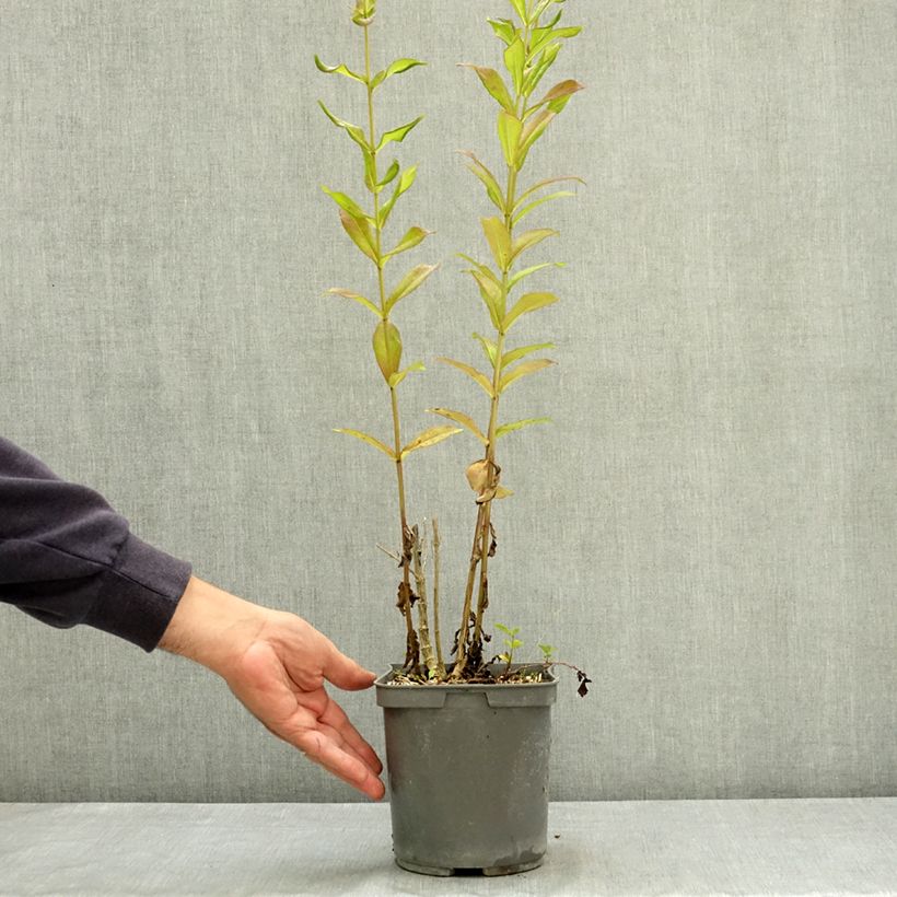Spécimen de Phlox paniculata Aureole Pot de 2L/3L tel que livré en été