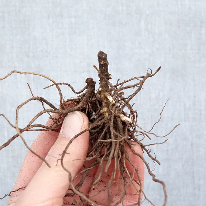 Spécimen de Phlox paniculata Aureole Racines nues, Qualité Extra équivalant à un pot de 2L tel que livré en hiver
