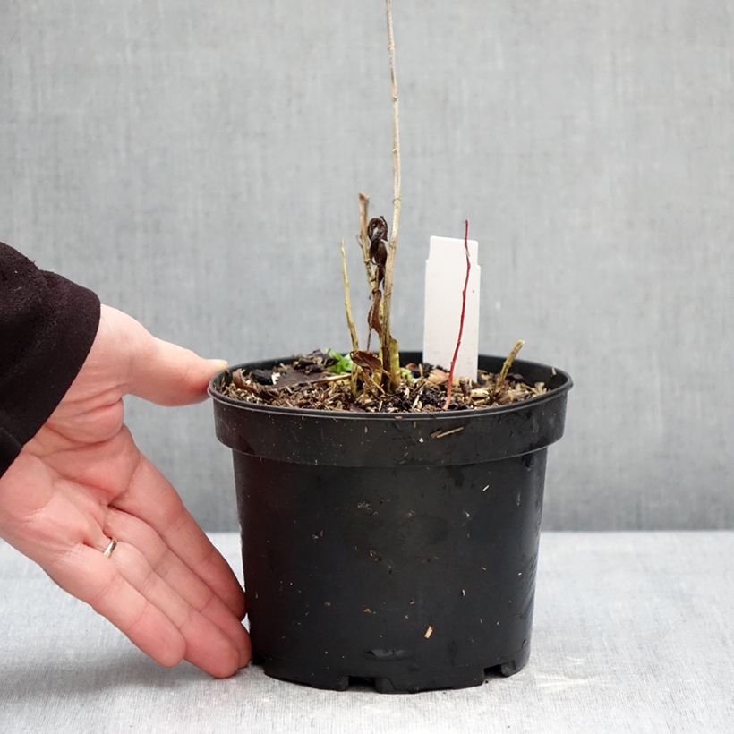 Spécimen de Phlox paniculata Bambini Candy Crush Pot de 2L/3L tel que livré en hiver