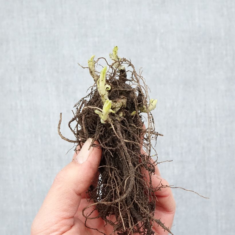 Spécimen de Phlox paniculata Bambini Candy Crush Racines nues, Qualité Extra équivalant à un pot de 2L tel que livré en hiver