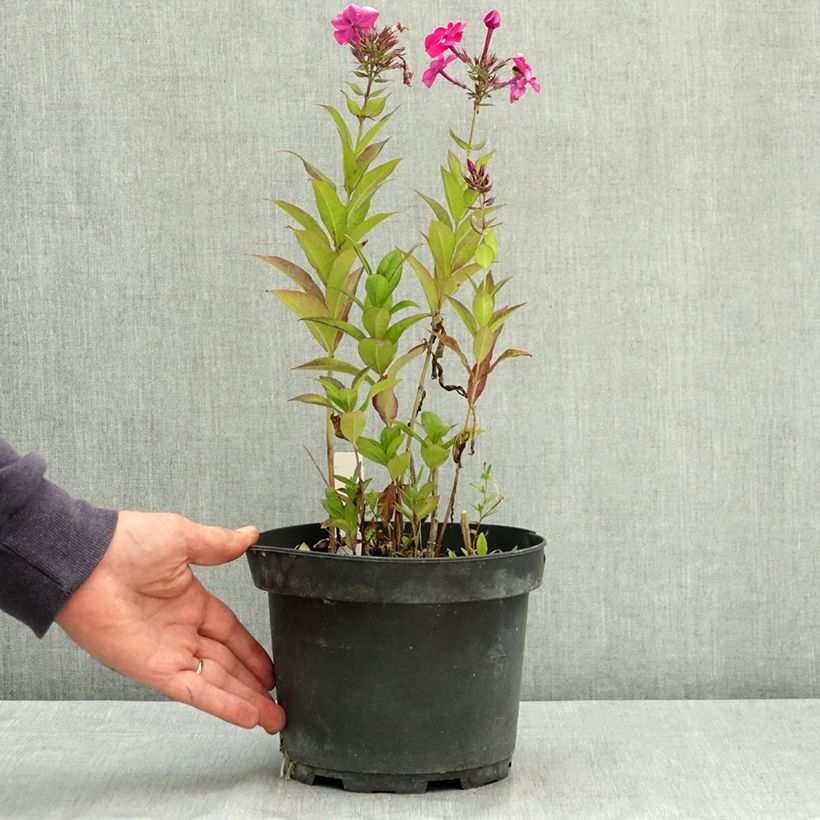 Spécimen de Phlox paniculata Bambini Desire Pot de 2L/3L tel que livré en été