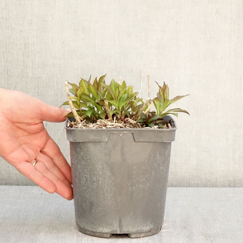 Spécimen de Phlox paniculata Bambini Primadonna Pot de 2L/3L tel que livré au printemps