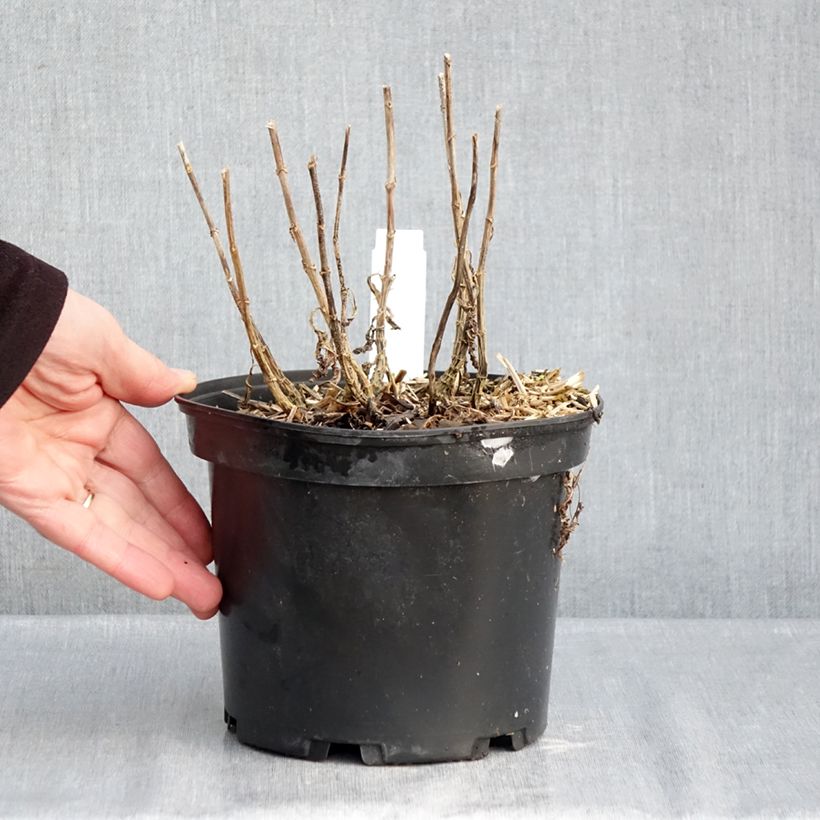 Spécimen de Phlox paniculata Bambini Sweet Tart Pot de 2L/3L tel que livré en hiver