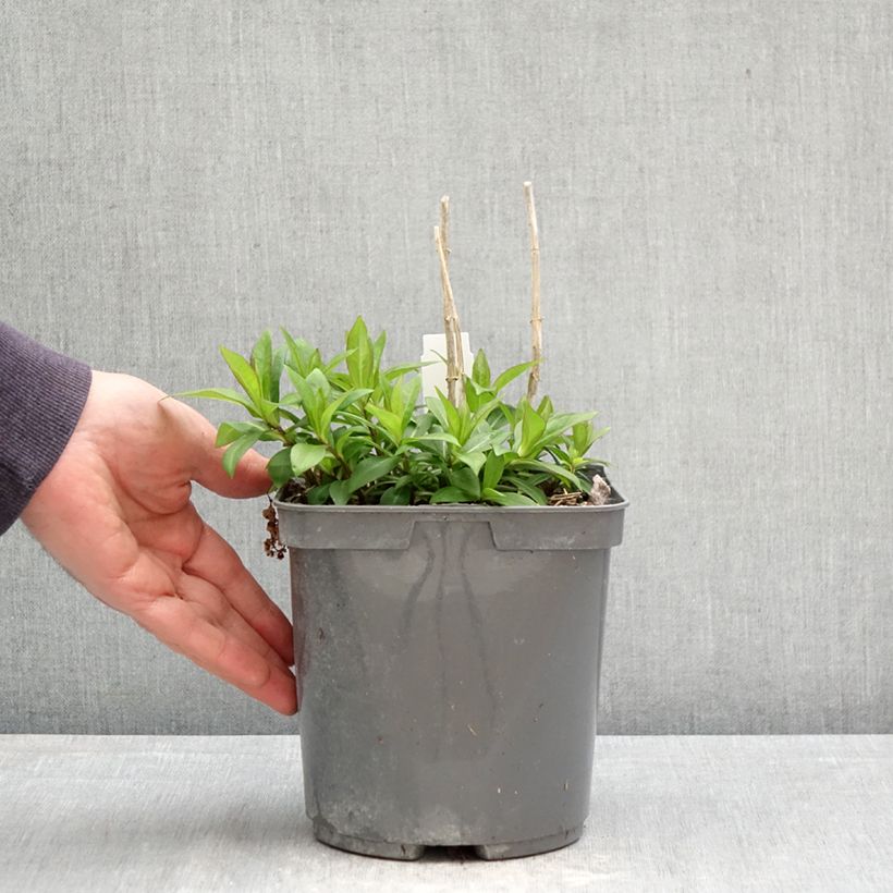 Spécimen de Phlox paniculata Bambini Sweet Tart Pot de 2L/3L tel que livré au printemps