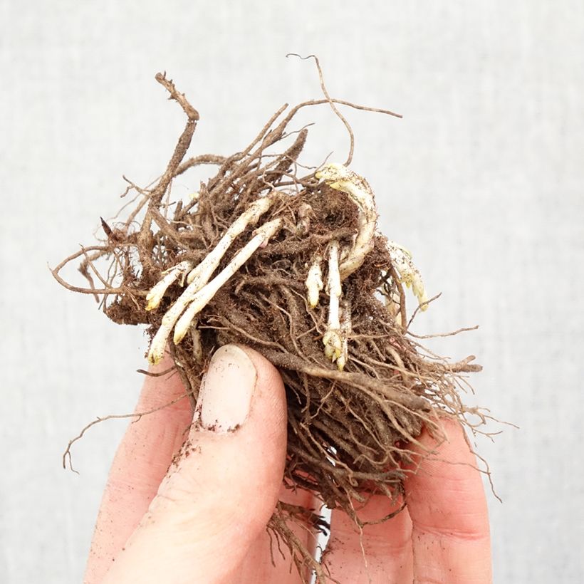 Spécimen de Phlox paniculata Bambini Sweet Tart Racines nues, Qualité Extra équivalant à un pot de 2L tel que livré en hiver