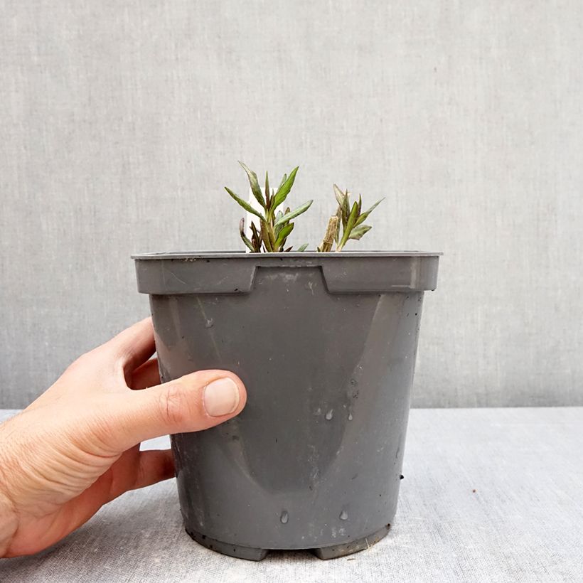 Spécimen de Phlox paniculata Cleopatra Pot de 2L/3L tel que livré au printemps
