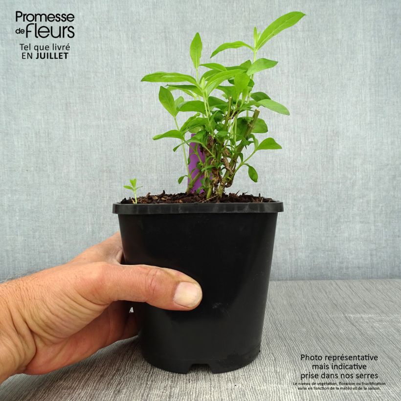 Spécimen de Phlox paniculata David Pot de 1,5L/2L tel que livré en été