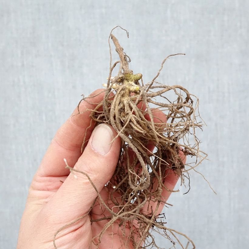 Spécimen de Phlox paniculata Europa Racines nues tel que livré en hiver