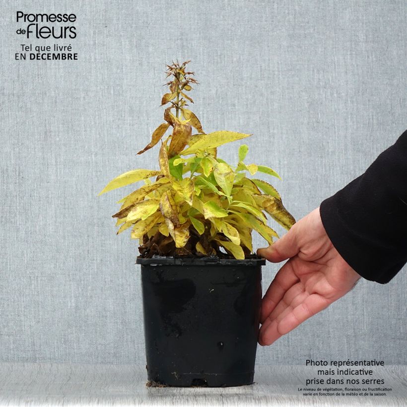 Spécimen de Phlox paniculata Famous White Pot de 2L/3L tel que livré en hiver