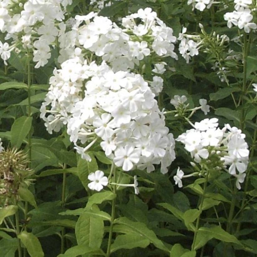 Phlox paniculata Fujiyama (Port)