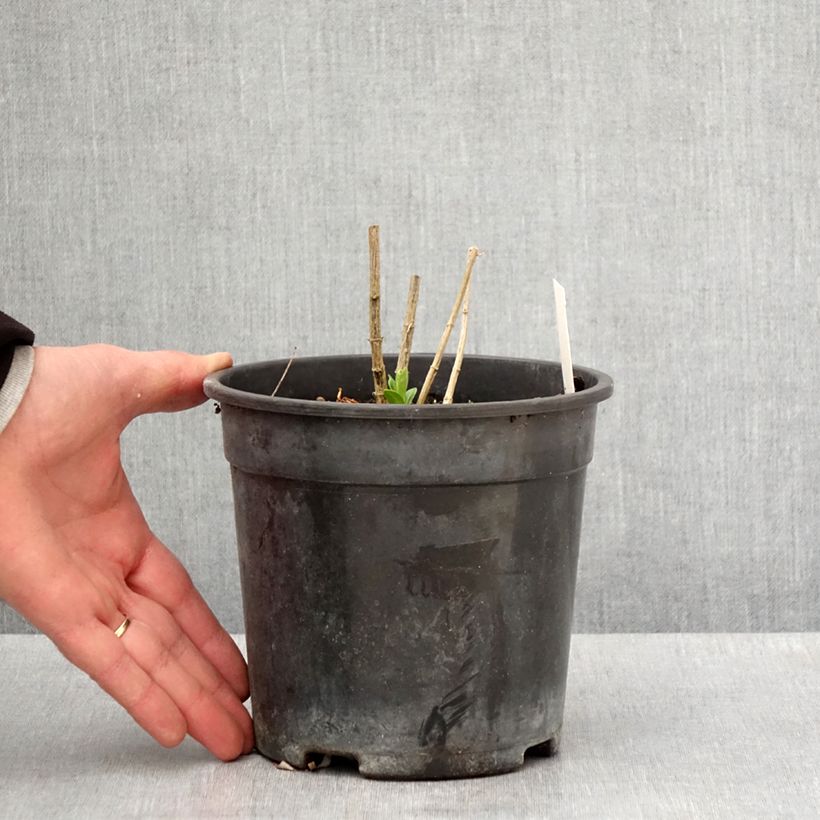 Spécimen de Phlox paniculata Jade - Phlox paniculé Pot de 2L/3L tel que livré au printemps