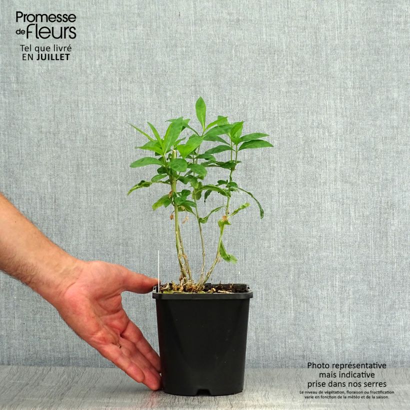 Spécimen de Phlox paniculata Laura Pot de 1,5L/2L tel que livré en été