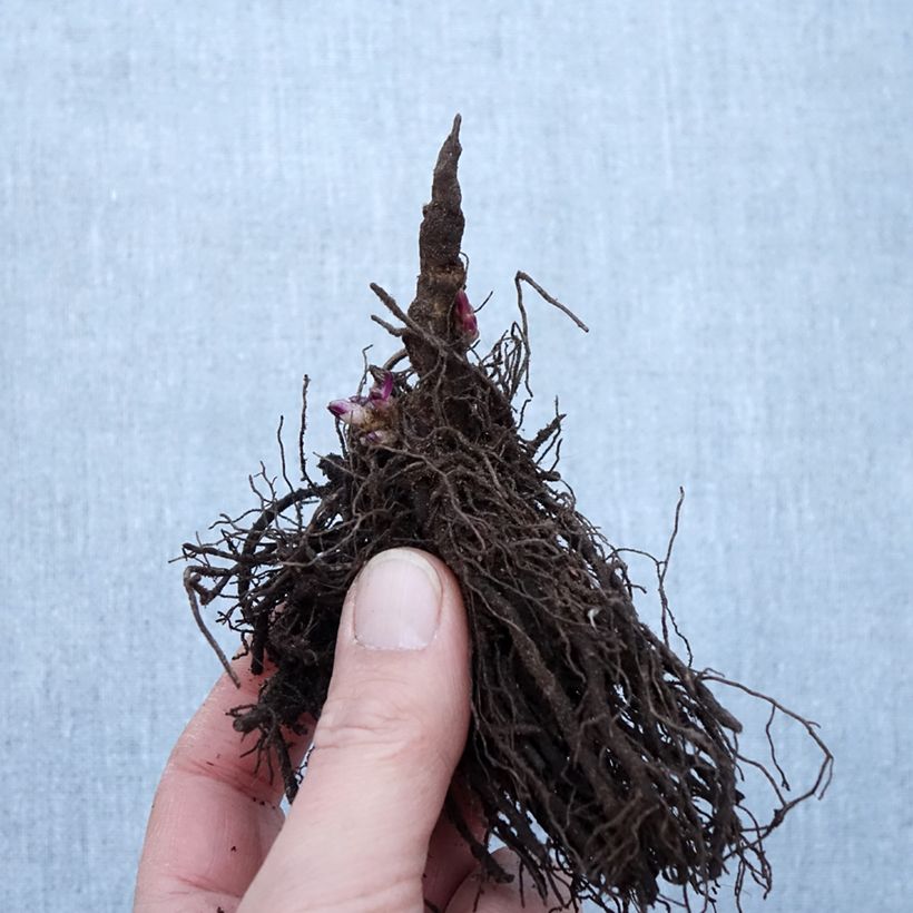 Spécimen de Phlox paniculata Little Laura Racines nues, Qualité Extra équivalant à un pot de 2L tel que livré en hiver