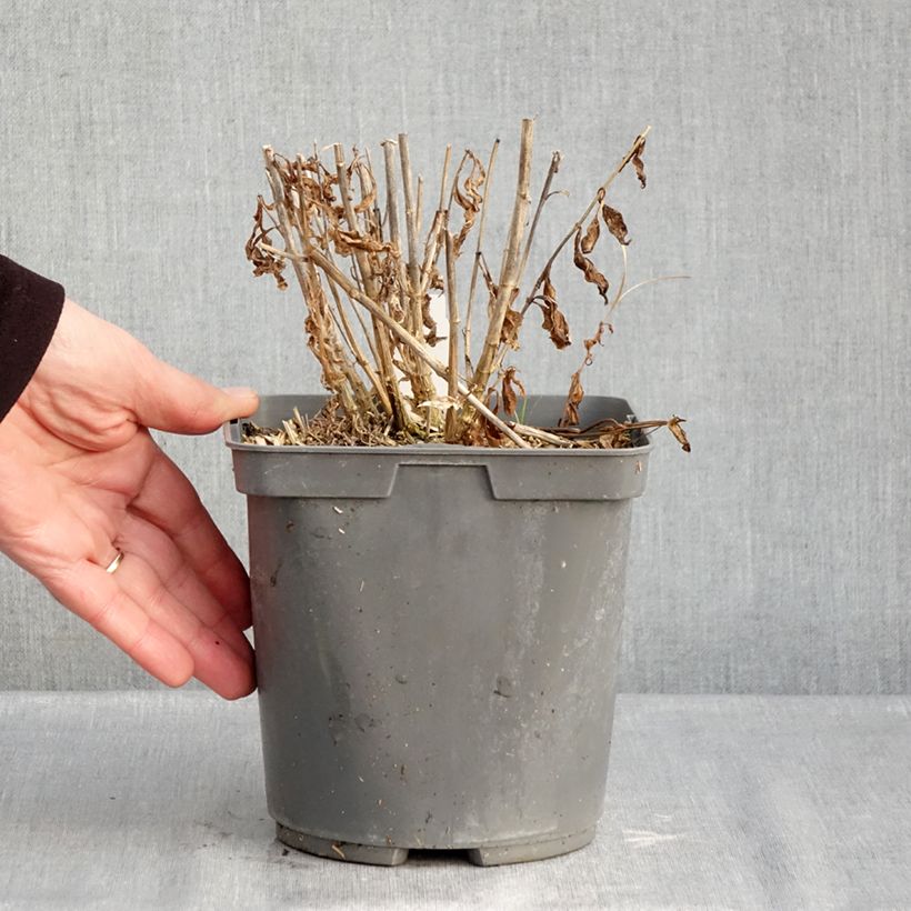 Spécimen de Phlox paniculata Mike's Favourite Pot de 2L/3L tel que livré en hiver