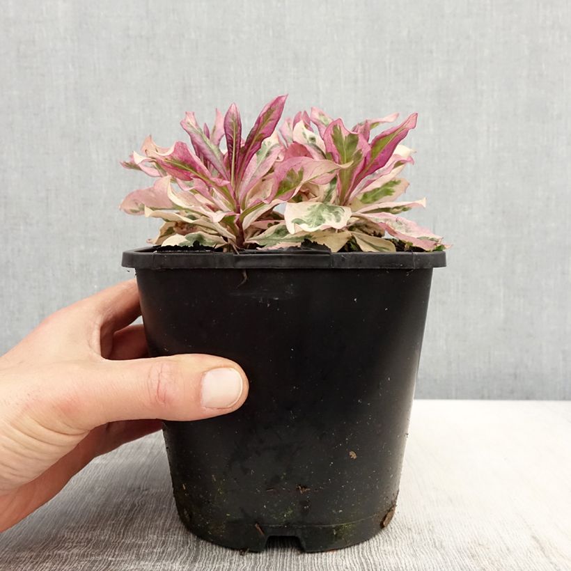 Spécimen de Phlox paniculata Olympus Pot de 1,5L/2L tel que livré au printemps