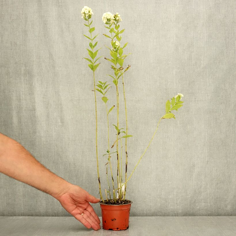 Spécimen de Phlox paniculata Orchid Green - Phlox paniculé Pot de 12 cm / 13 cm tel que livré en été