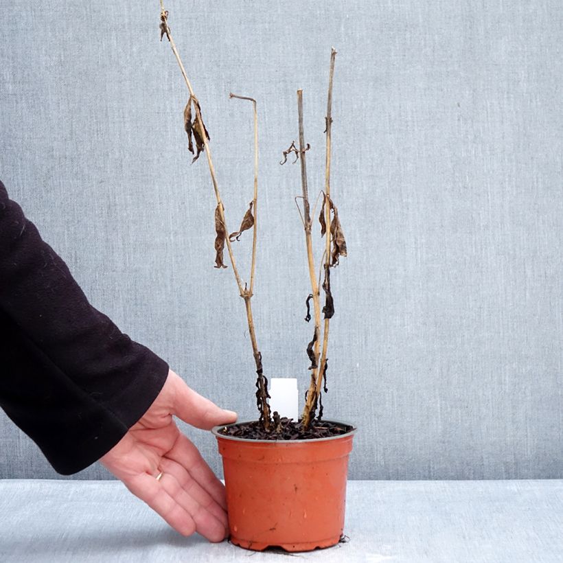 Example of Phlox paniculata Orchid Yellow - Phlox paniculé Pot de 12 cm / 13 cm as you get in hiver