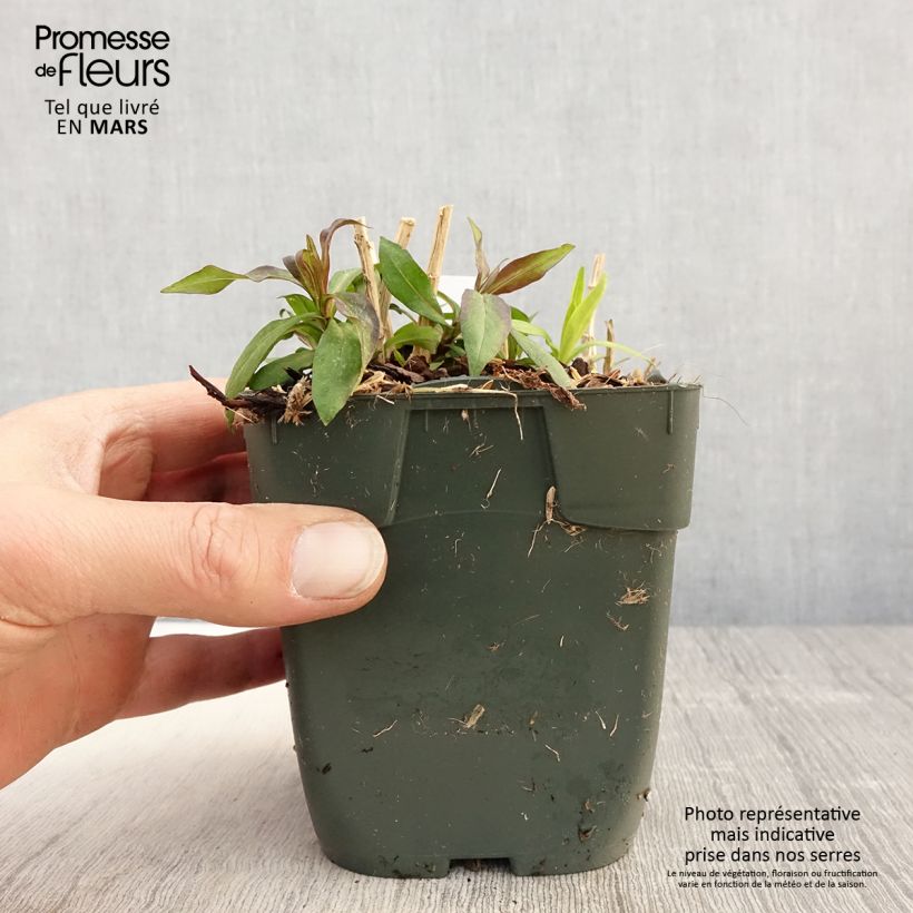 Spécimen de Phlox paniculata Peppermint Twist Godet de 8/9 cm tel que livré au printemps