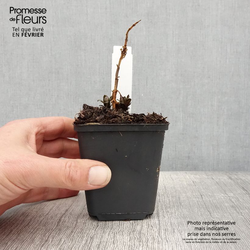 Spécimen de Phlox paniculata Pink Eye Flame Godet de 8/9 cm tel que livré en hiver